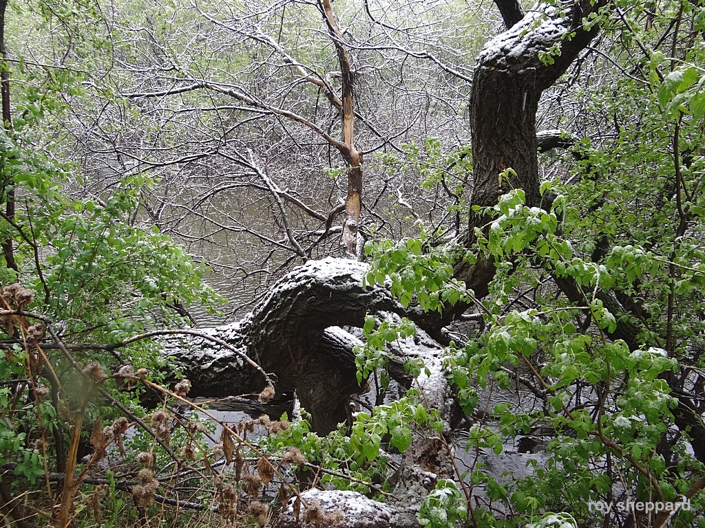 Mother's Day snow May 10, 2015 Jamestown, ND  - CSi Photos